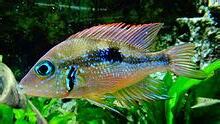 火口魚