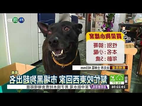 黑色狗狗