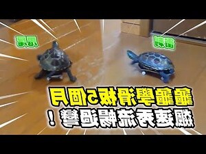 烏龜跑來家裡