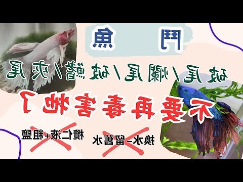 鬥魚破尾長回來