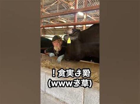 牛習性