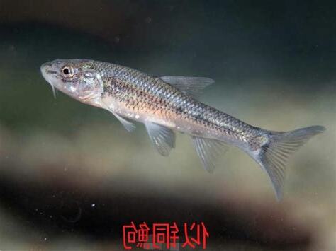 盤麗魚屬