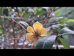 含笑花生長速度