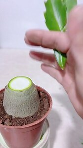 盆栽推薦