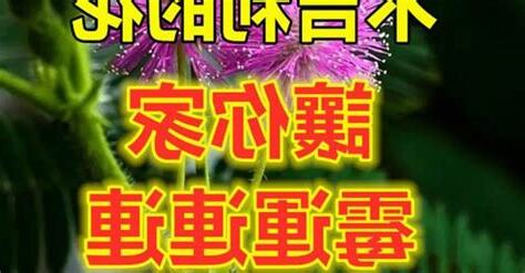 10種不吉利的花