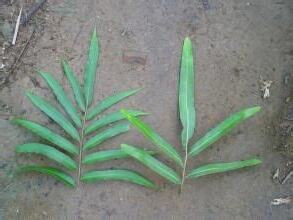 尖葉植物