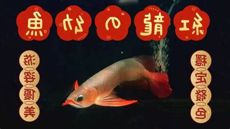 紅龍魚風水