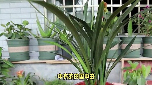 墨兰