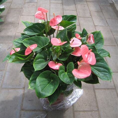 粉掌種植