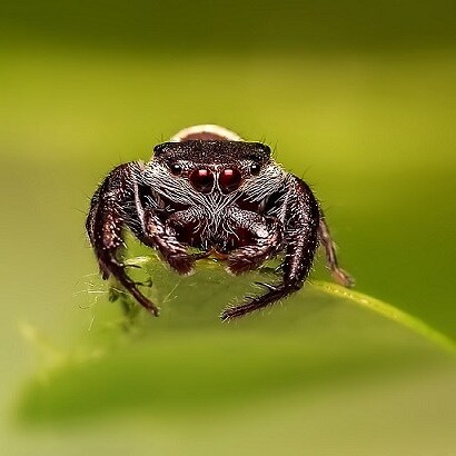 家裡出現蜘蛛代表什麼