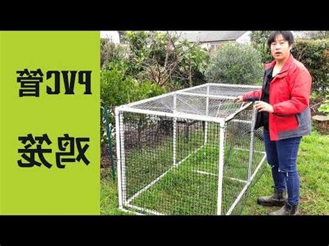 籠藏之雞