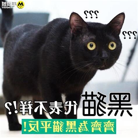 黑貓代表