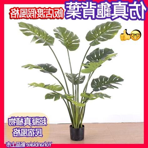 龜背樹