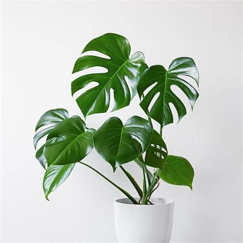 龜背竹