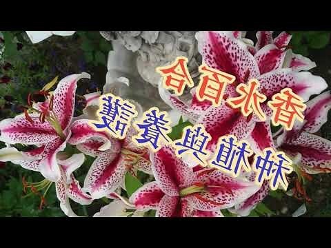 香水百合風水
