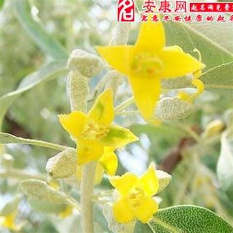 夢見木