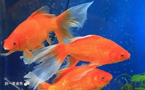 金鱼颜色风水