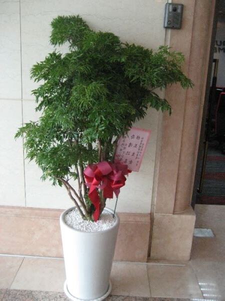 富貴樹學名