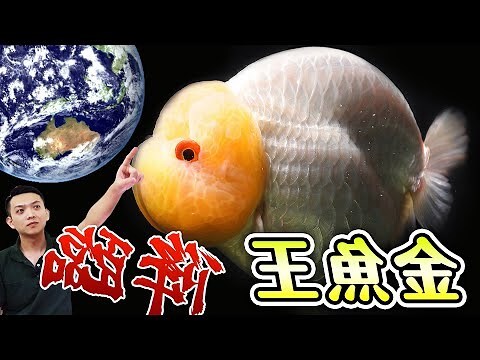 黑色的金魚
