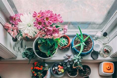 龜背芋破財