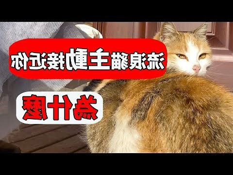 自來貓入屋