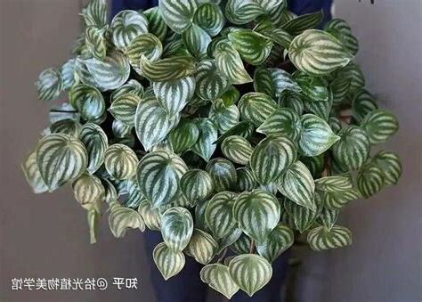 西瓜皮椒草水耕繁殖