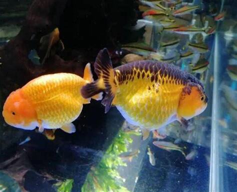 蘭壽金魚飼養方法