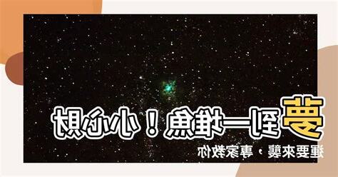 夢到一堆魚