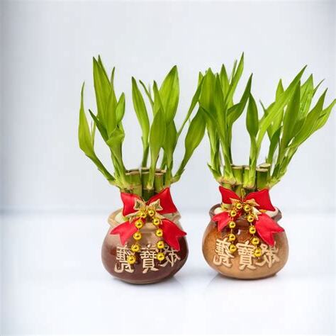 開運竹萬年青