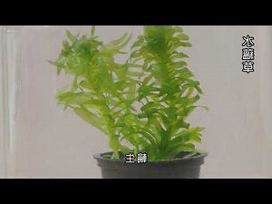 葉子生長在莖上的位置稱為什麼