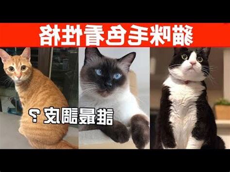 貓咪特質