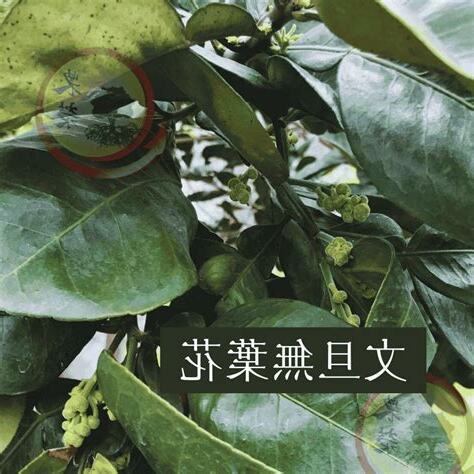 文旦樹剪枝影響花開