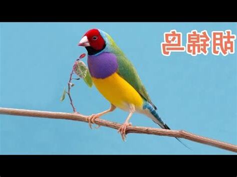 胡錦鳥親人嗎
