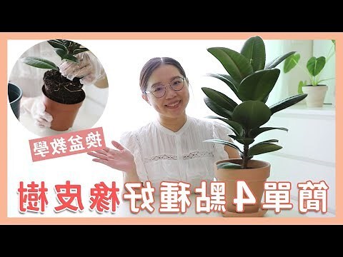 橡皮樹照顧