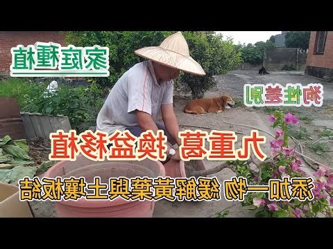 門口種九重葛好嗎