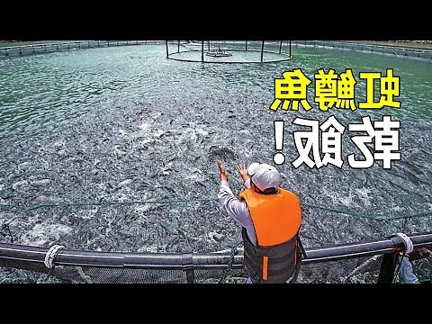 魚虹