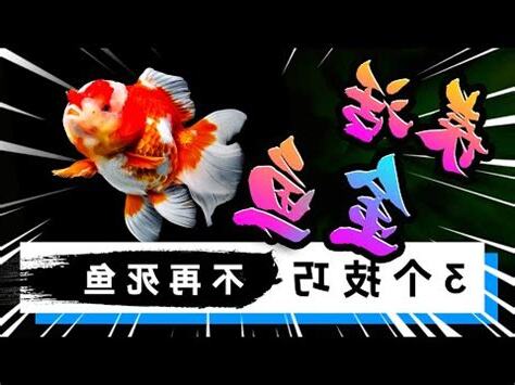 金魚含義
