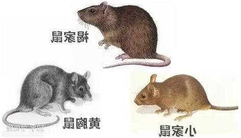 鼠的種類