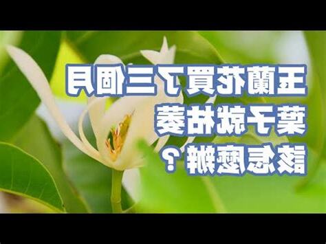 玉蘭花葉子功效
