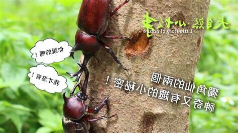 獨角仙飛來家裡