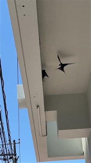 看到燕子