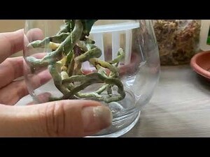 白玉蘭花種植禁忌