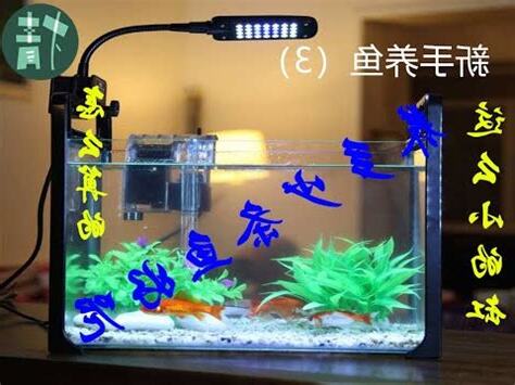 魚缸幾隻魚
