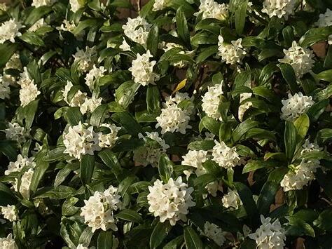 白花樹木