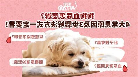 狗狗痾血尿