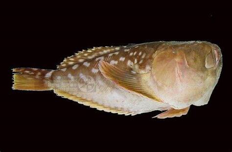 披肩瞻星魚