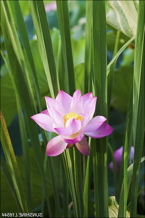 蓮花地