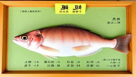 蝨目魚的功效與禁忌