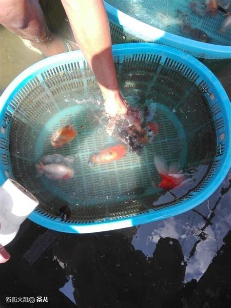 養魚好處