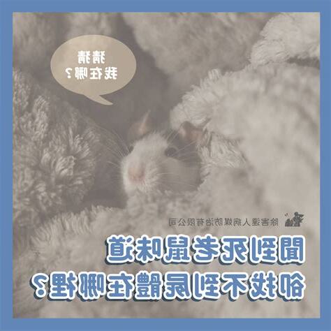 家裡有死老鼠